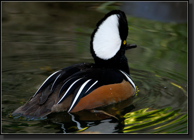 20071124-4695-Hooded_Merganser