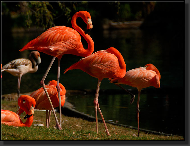 20071124-4722-Caribbean_Flamingos