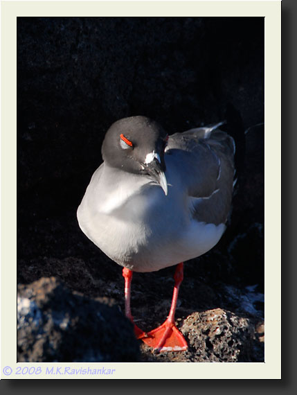 20080615-07992-Swallow-tailed_Gull