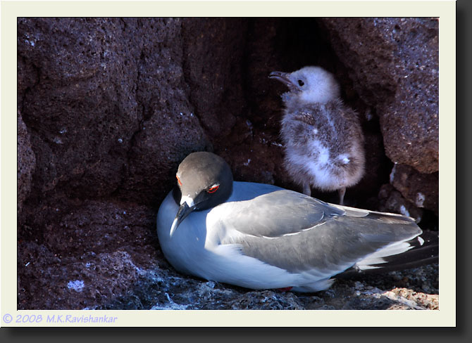 20080615-08001-Swallow-tailed_gull_and_chick