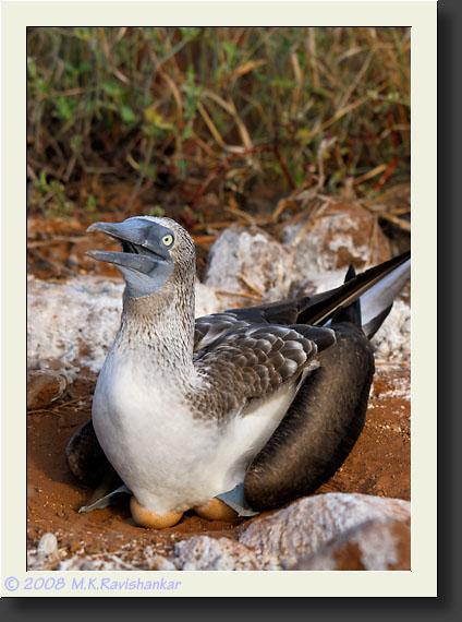 20080615-08179-Blue-footed_Booby