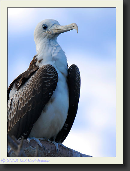 20080615-08208-Juvenile_Frigatebird