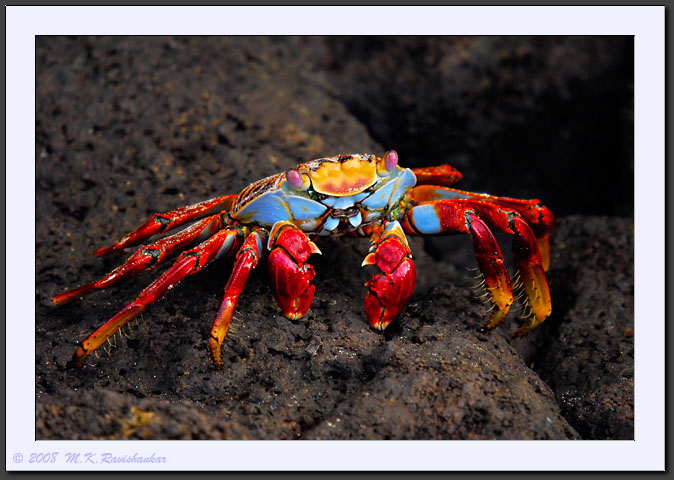 20080617-08831-Sally_Lightfoot_Crab