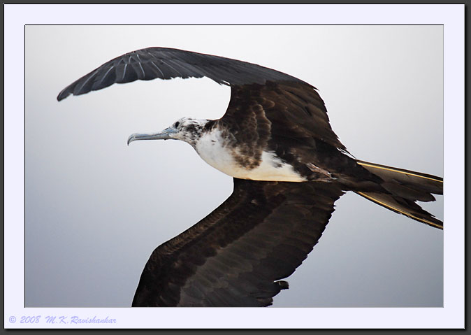 20080617-08838-Frigate-bird