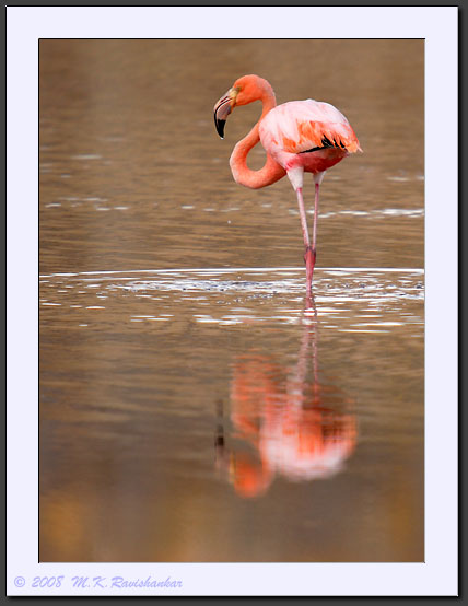 20080617-08851-Galapagos_Flamingo