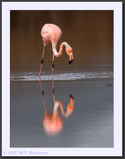 20080617-08855-Galapagos_Flamingo