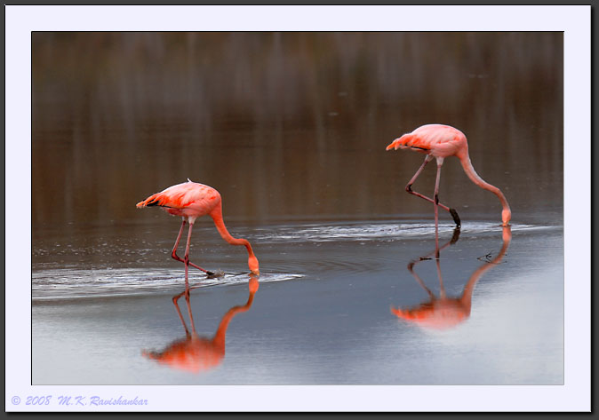 20080617-08857-Galapagos_Flamingoes