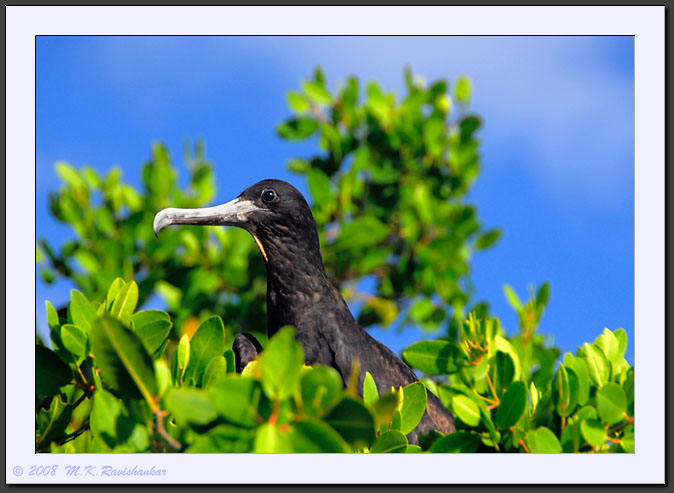 20080617-08869-Frigatebird