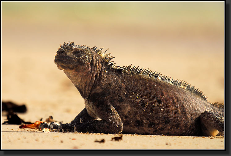 20080618-08934-Marine_Iguana