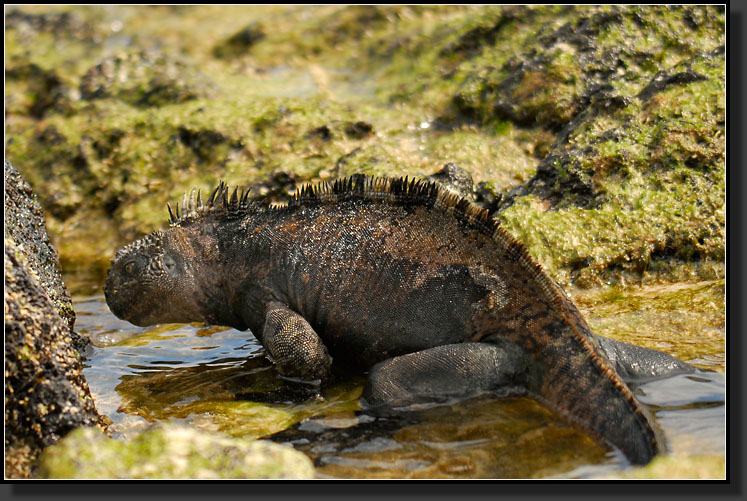 20080618-08943-Marine_Iguana