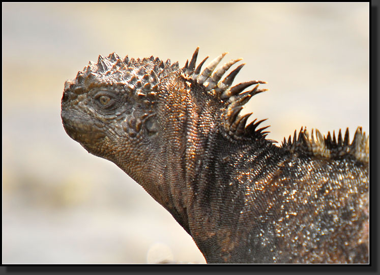 20080618-08946-Marine_Iguana