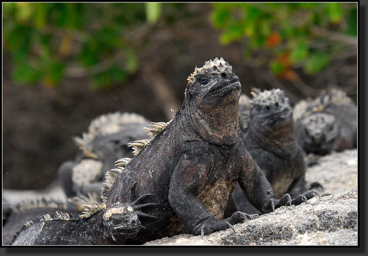 20080619-09164-Marine_Iguana