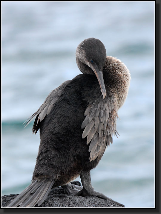 20080619-09326-Flightless_Cormorant