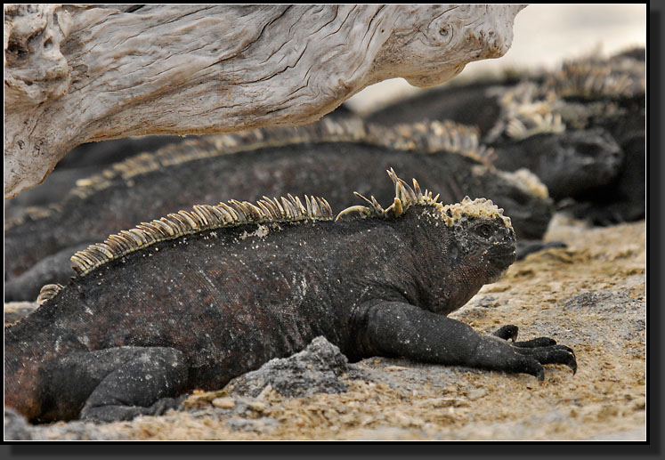 20080619-09364-Marine_Iguana