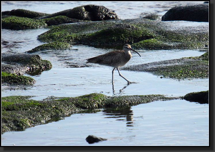 20080620-09428-Whimbrel