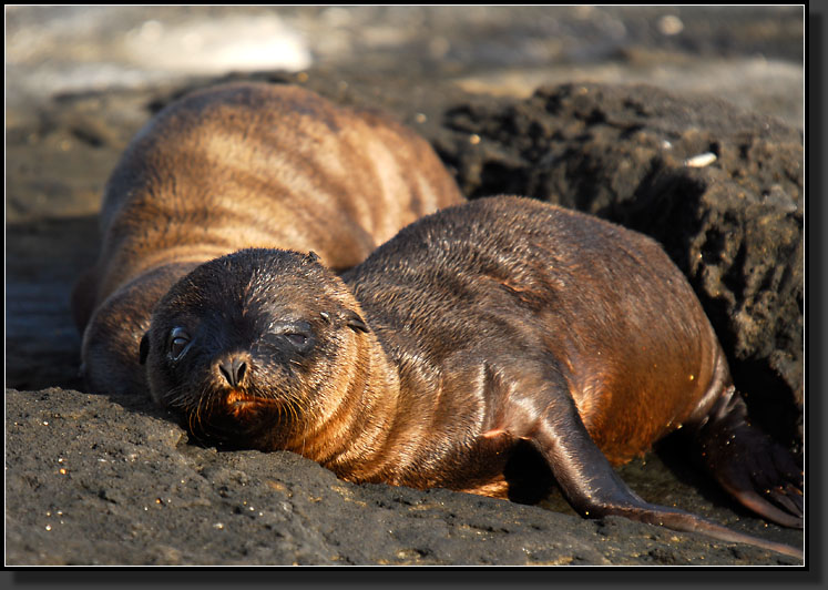 20080620-09434-Baby_Sea_Lions