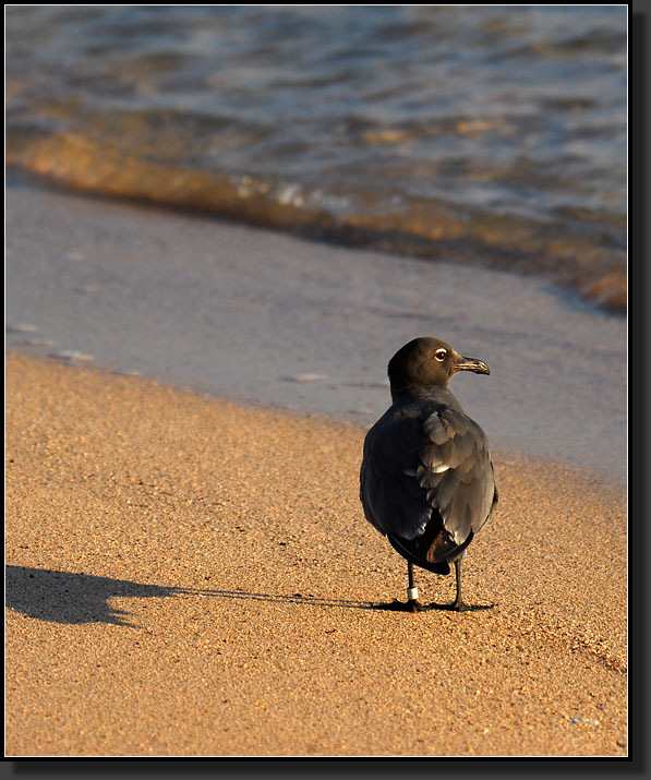 20080620-09633-Gull