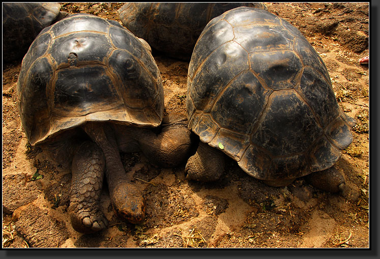 20080621-09737-Giant_Tortoise