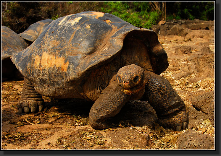 20080621-09738-Giant_Tortoise