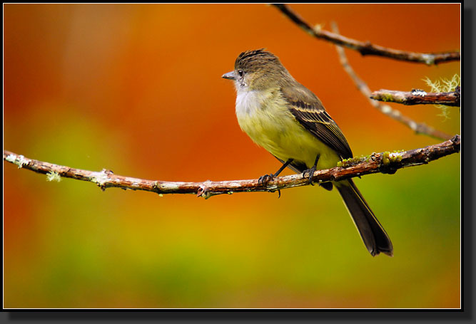 20080623-09922-Pale-edged_Flycatcher