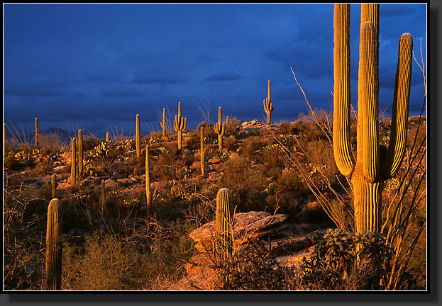 20030120-227-Saguaro-NP-(Rincon-Dist)