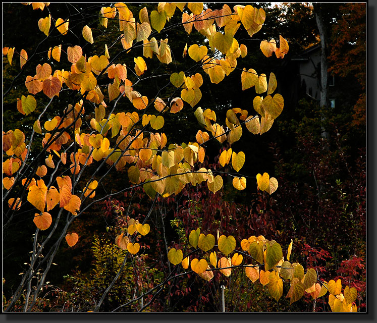 20061007-0002-Redbud