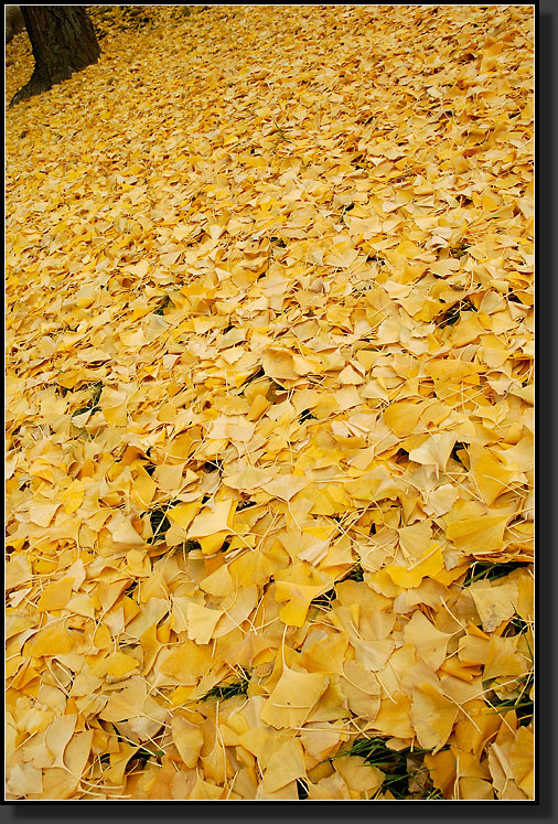 20061107-0013-Gingko-Biloba,-SchenleyPk